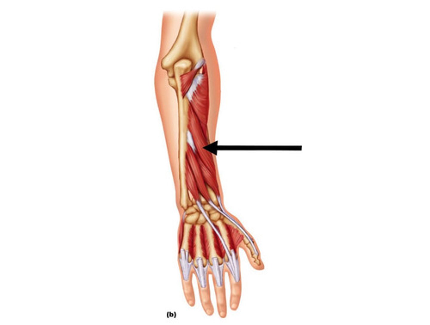 <p>Name This Muscle</p>
