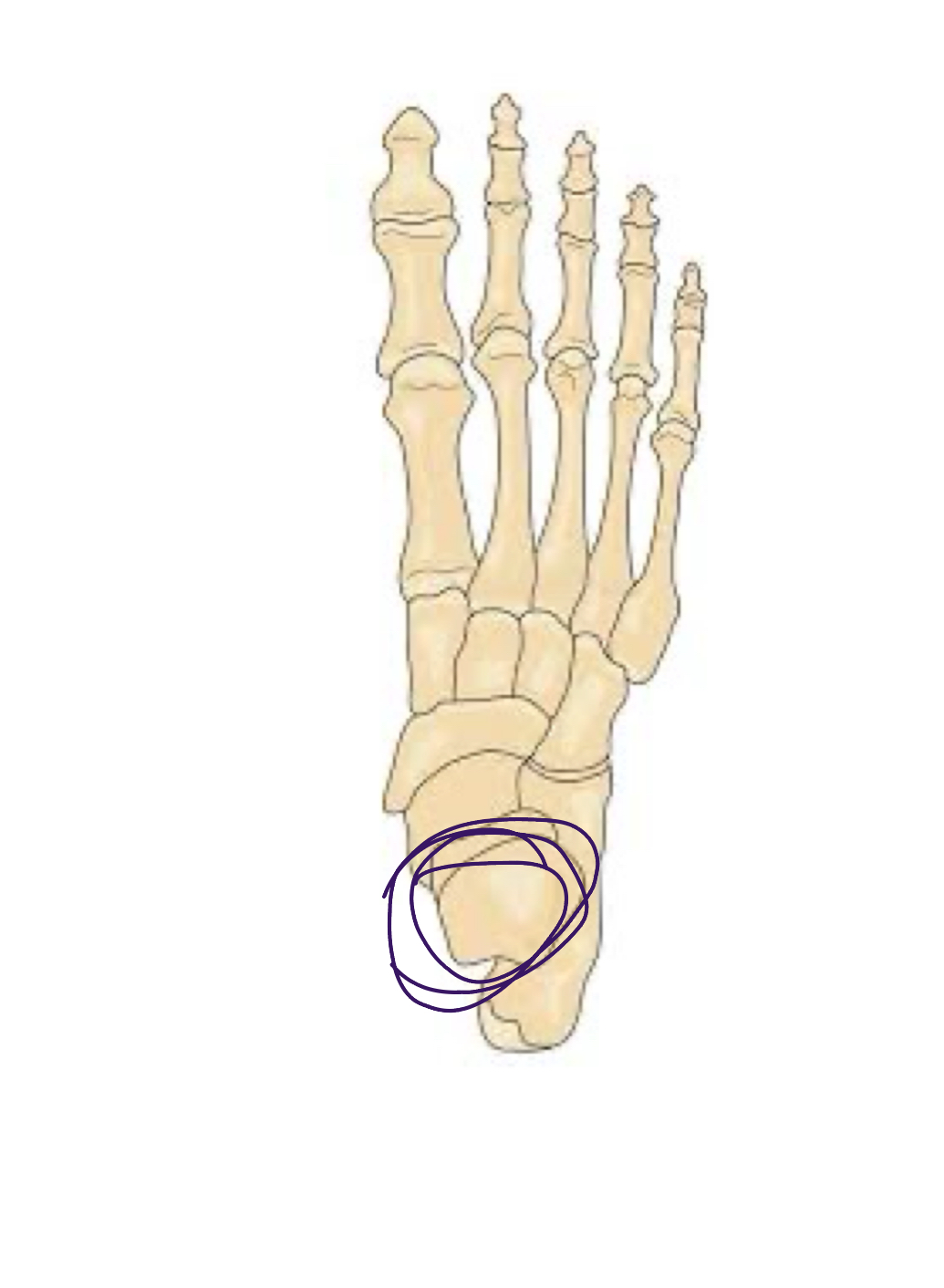<p>Top bone of foot </p>