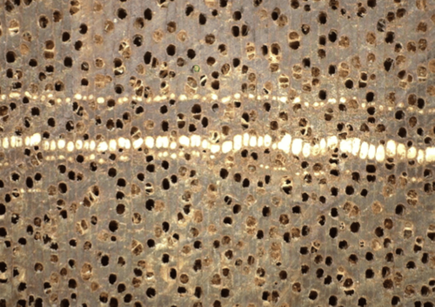 <p>Light reddish brown in color; presence of tyloses; diffuse, diffuse in aggregates, aliform, and aliform confluent parenchyma; with concentric resin ducts</p>