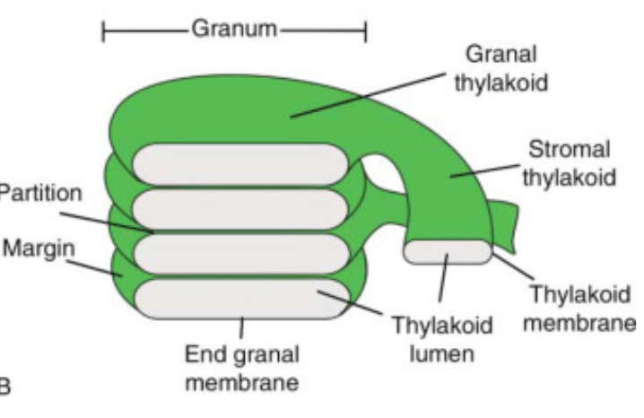 <ul><li><p>where chlorophyll is embedded</p></li><li><p>has a phospholipid bilayer structure</p></li><li><p>have light-absorbing pigments</p></li></ul><p></p>