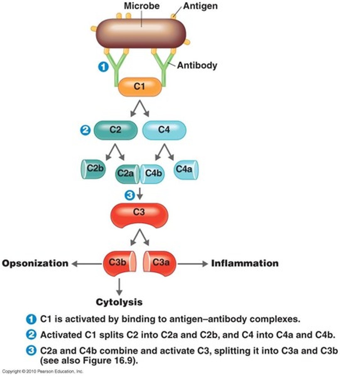 <p>- antibodies bind to antigens (activating C1)</p><p>- C1 splits (activating C2 &amp; C4)</p><p>- C2a &amp; C4B combine &amp; activate C3</p><p>- C3a functions in inflammation</p><p>- C3b functions in cytolysis &amp; opsonization</p>
