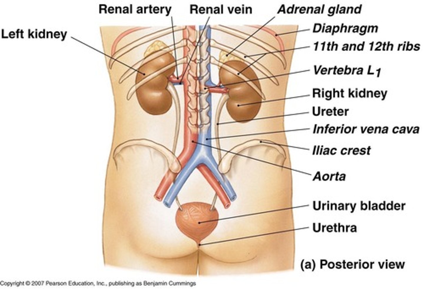 <p>Kidneys, ureters, urinary bladder, and urethra.</p>