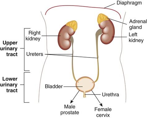 <ul><li><p class=""><span style="color: yellow">Urine is a sterile body fluid in healthy individuals</span></p></li><li><p class=""><span style="color: red">Upper tract:</span> kidneys and ureters; lower tract: bladder and urethra</p></li><li><p class=""><span style="color: red">Resistant to colonization/infection due to:</span></p><ul><li><p class=""><span style="color: #0df81f">Flushing action of urine</span></p></li><li><p class=""><span style="color: #0df81f">Mucosal immunity</span></p></li><li><p class=""><span style="color: #0df81f">Antimicrobial peptides</span></p></li></ul></li><li><p class=""><span style="color: red">Presence of organisms may indicate:</span></p><ul><li><p class=""><span style="color: #09f049">Contamination</span> (e.g. poor collection technique)</p></li><li><p class=""><span style="color: #0cec2e">Colonization</span> (e.g. catheterized patients)</p></li><li><p class=""><span style="color: #e80959">True infection</span> (e.g. ≥10⁵ CFU/mL with symptoms)</p></li></ul></li></ul><p></p>