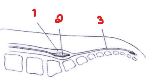 <p>Label the image seen here.</p>