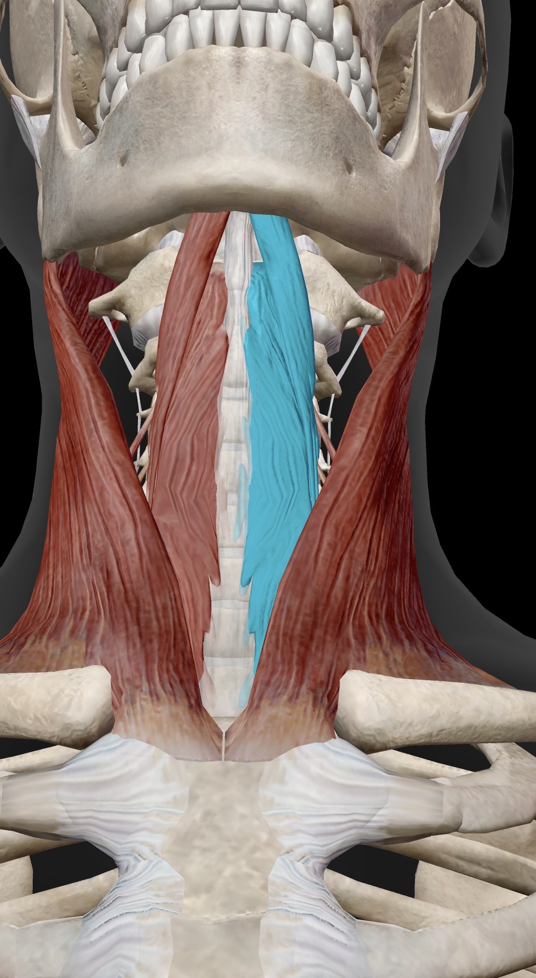 <p>Name the muscle and corresponding letter ( O = origin, I = insertion, A = actions, IN = innervation)</p><p>A</p>