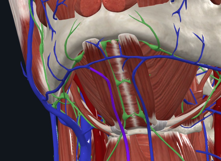 <p>What is highlighted in purple</p>