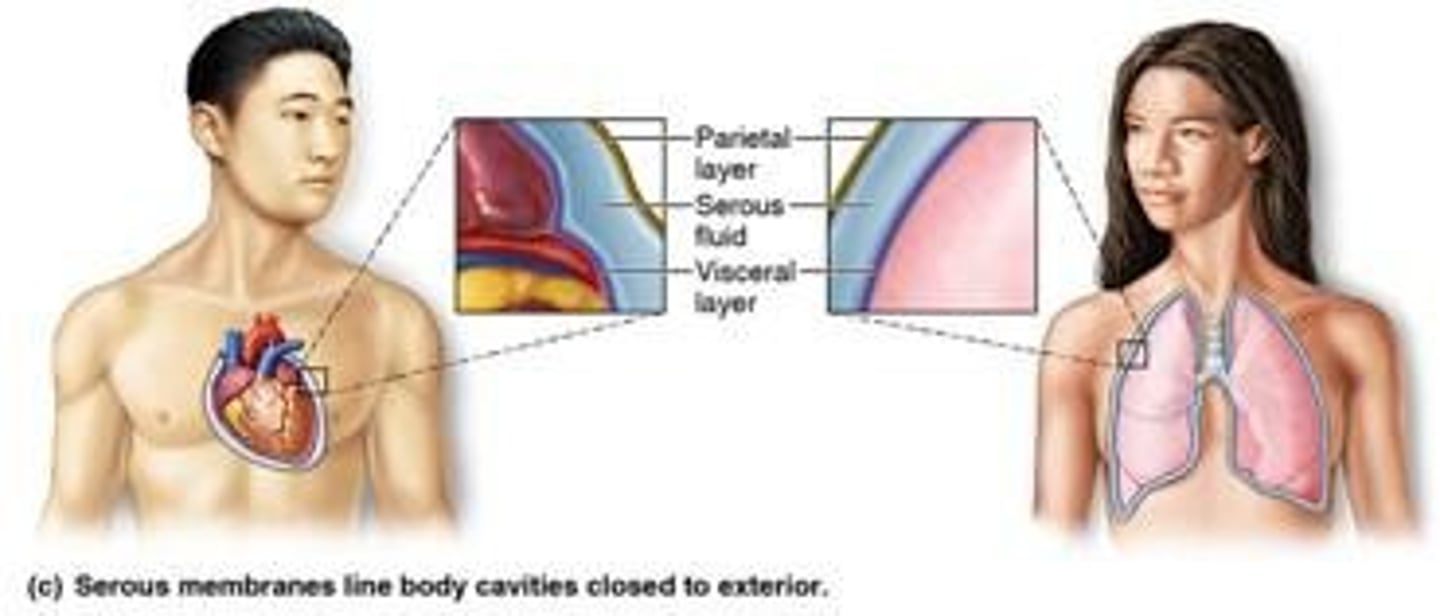 <p>Lines closed body cavities; reduces friction.</p>