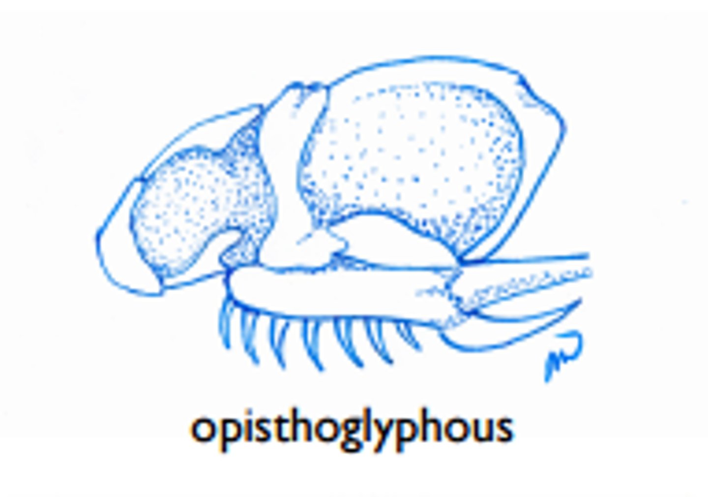 <p>-Rear fanged</p><p>-Fangs grooved and placed at back of maxilla</p><p>-Boomslang</p>