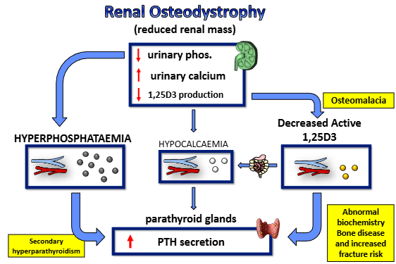 <p>reduced renal mass- ‘knackered kidney’</p><ul><li><p>reduction in urinary phosphate, increase in urinary calcium, reduction in 1,25D3 production (unable to secrete more phosphate, therefore higher serum levels)</p></li><li><p>leads to hyperphosphataemia, hypocalcaemia and decreased active 1,25D3</p></li><li><p></p></li></ul><p></p>