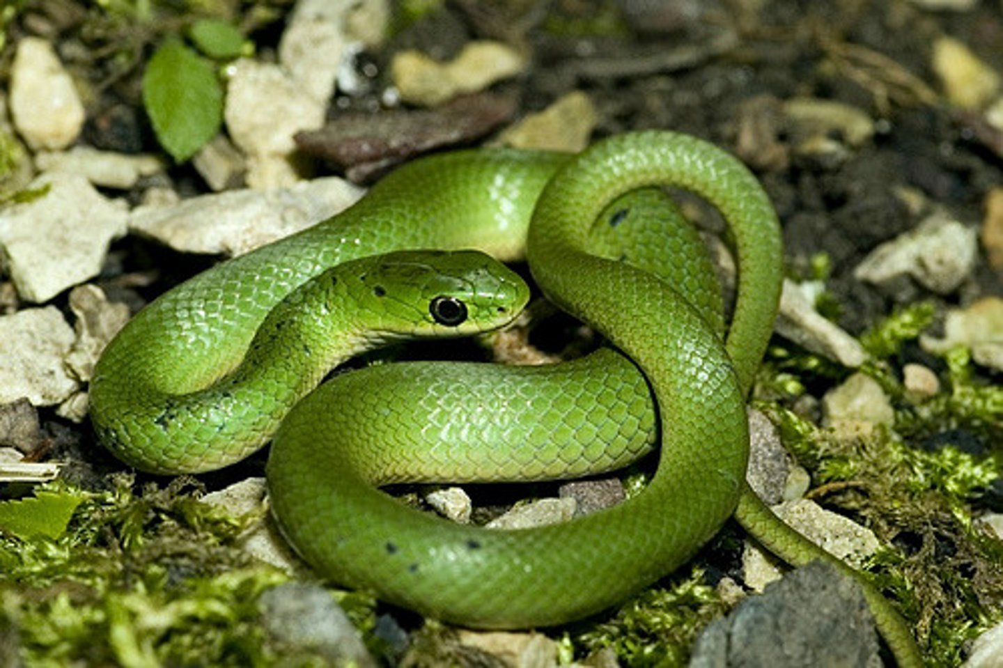<p>- unpatterned, bright green body</p><p>- unkeeled/smooth scales</p>