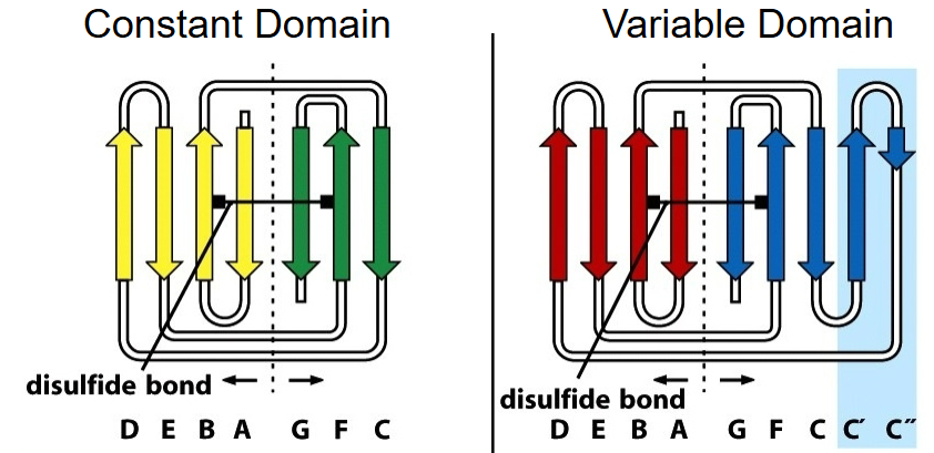 <p>The basic Ig fold is defined as a 7-stranded β- sandwich, a fundamental building principle of Ig domains.</p><ul><li><p>7 stranded β-structure for the C region.</p></li><li><p>V region includes 2 additional strands, C’ and C’’.</p></li></ul><p></p><p>Intersheet disulfide bond enhances stability, but does not determine the fold.</p><p></p>