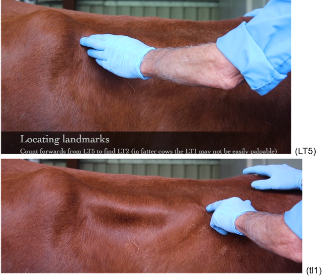 <p>Find LT5 and count backwards down to LT2 (LT1 might no be felt in fat animals)</p>