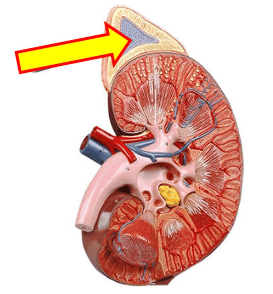 <p>Name the structure highlighted.</p>