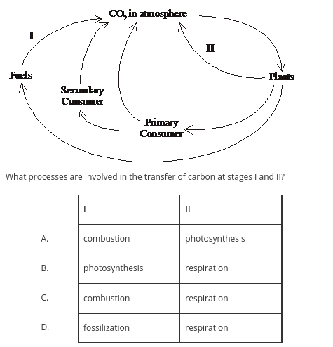 <p>The diagram below shows a simplified version of the carbon cycle.</p>