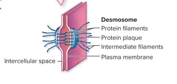 <ul><li><p>consists of dislike proteins called plaques held together and spaced apart by linker proteins</p></li><li><p>Function as structural reinforcements at specific stress points</p></li><li><p>Contain intermediate filaments that connect desmosomes to other desmosomes</p></li></ul>