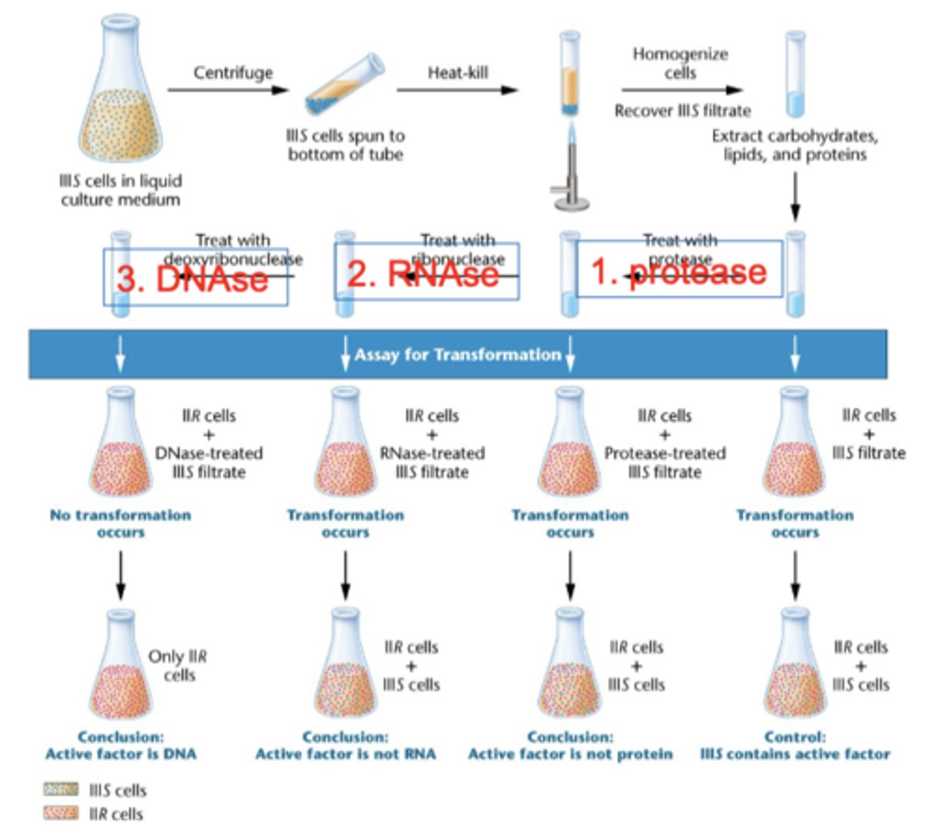 <p>-"nucleic acid of the deoxyribose type" is the transforming agent</p><p>-once transformation occurs, it is heritable</p><p>1. protease 2. RNAse 3. DNAse</p>