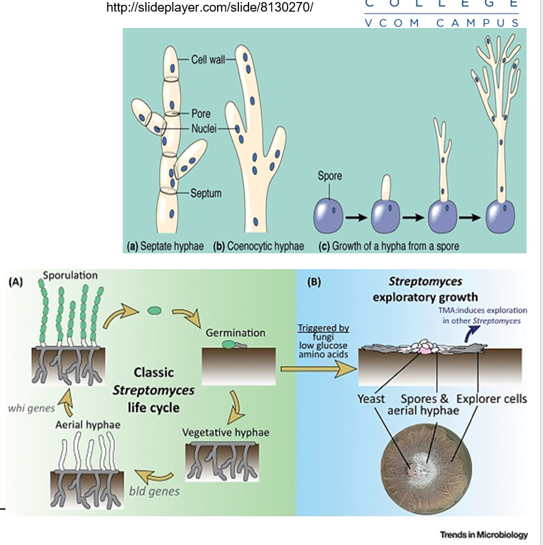 <p>Long, thread-like structures that grow at their tips. They are the basic building blocks of many fungi and help them grow and spread.</p>
