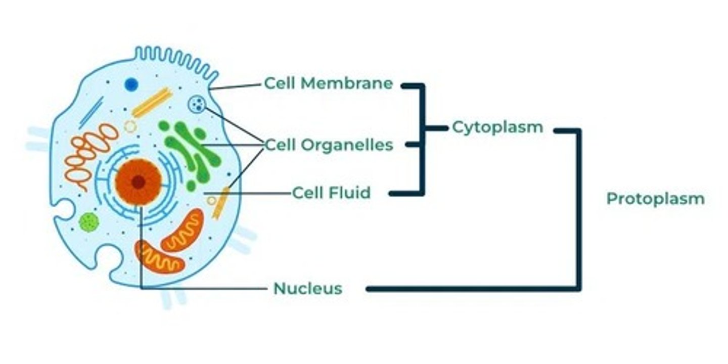 <p>The fundamental unit of life.</p>