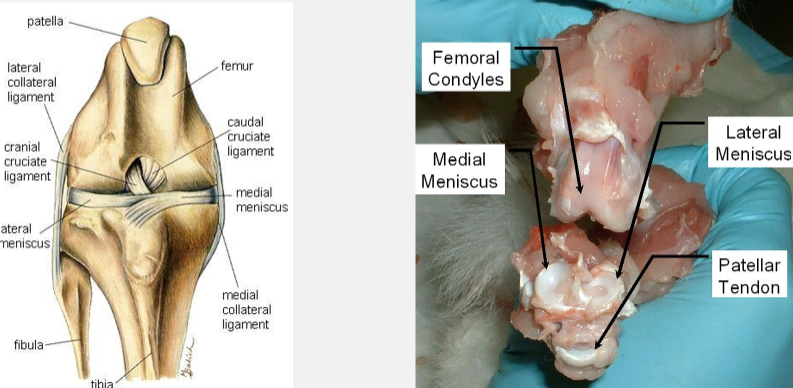<p>menisci</p><ul><li><p>shape</p></li><li><p>where are they located</p></li><li><p>function</p></li></ul><p></p>