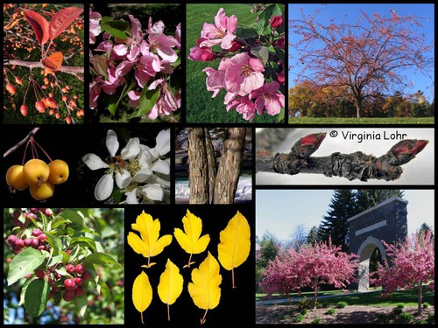 <p>Flowering Crabapple</p>