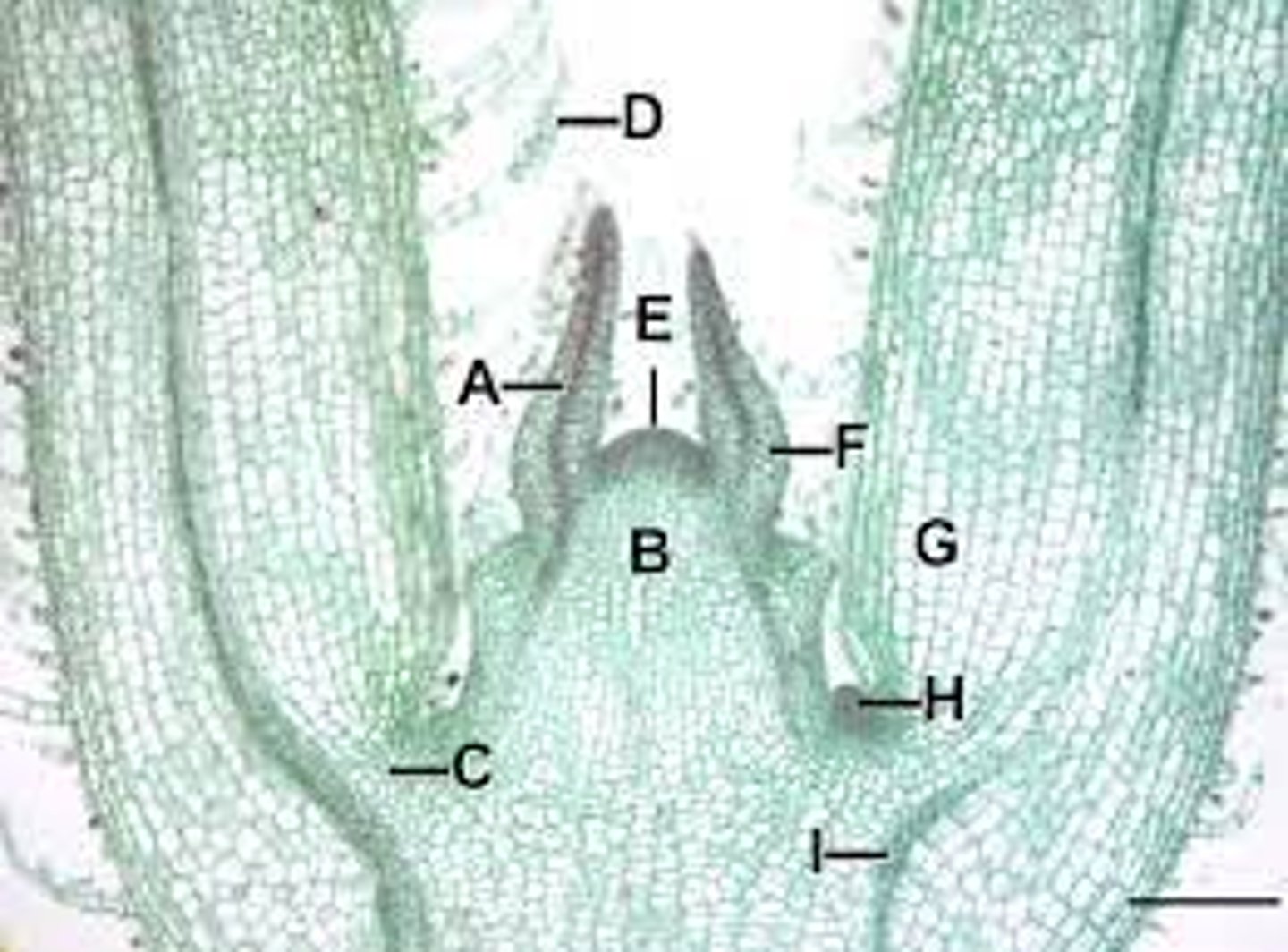 <p>A?</p>