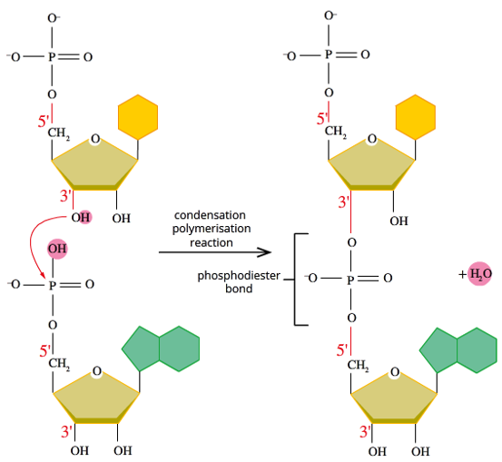 <p>-free nucleotides join through a condensation polymerisation reaction (water gets released)</p><p>-the bond formed between nucleotides is called a phosphodiester bond (between the sugar and phosphate of the nucleotides) There are oxygens connecting the nucleotides with a phosphorous atom in between. </p><p>STEPS:</p><p><span>1.The OH on the 3' carbon of pentose sugar bonds to where the OH on the phosphate group is on the next nucleotide</span></p><p><span>2.The H is lost from the OH on the 3’ Carbon and the OH on the Phosphate group is also lost</span></p><p><span>3.The lost H and OH join to form H<sub>2</sub>O, aka water</span></p><p><span>Once the nucleotides are joined together they form a sugar-phosphate backbone which has nitrogenous bases pointing out from it. If RNA, it will remain single stranded. If DNA&lt; then it will bond with a complementary strand to become double stranded.</span></p>