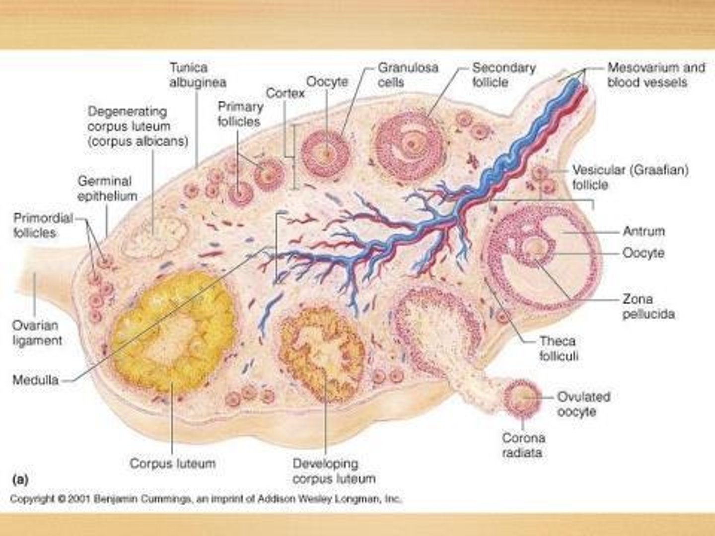 <p>Increase in follicular cells during oogenesis.</p>