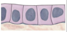 <p>what is this tissue type</p>