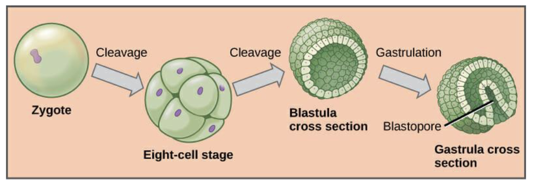 <ul><li><p>the study of early organismal development</p><ul><li><p>process of an organism growing from a zygote to a fetus </p></li></ul></li></ul><p></p>