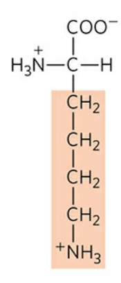 <p>Abbreviation: Lys, K</p><p>pK<sub>a </sub>of R group: 10.5</p>
