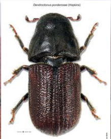 <p>bark beetles</p>