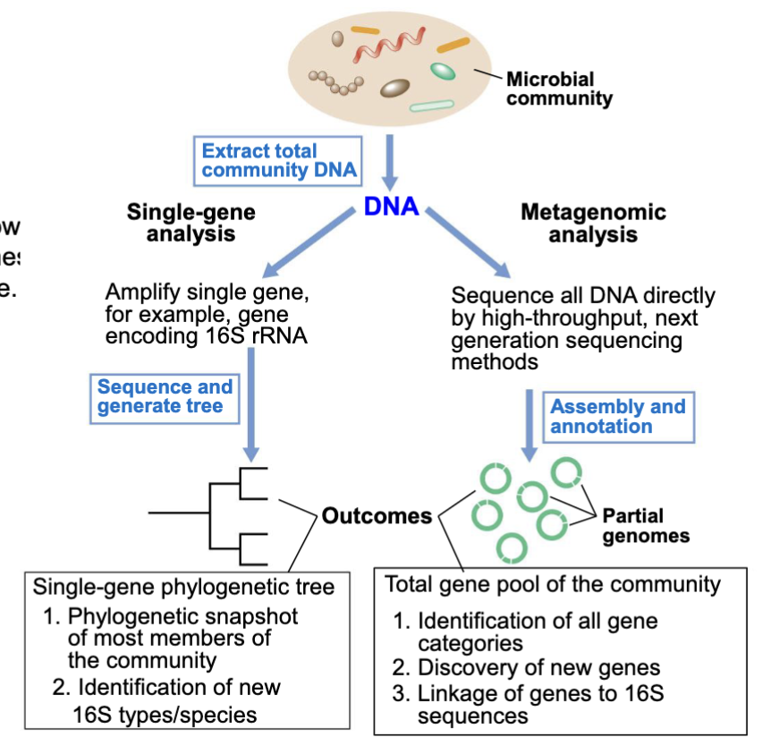 <p>metagenomics (culture independent):</p><ul><li><p>not only ID nif genes, but also know what 16s sequence is on the same DNA fragment</p></li><li><p>can answer question “who in this habitat can fix N2”</p></li></ul><p></p><p>Single gene is.. well.. for a single gene!</p><p></p>
