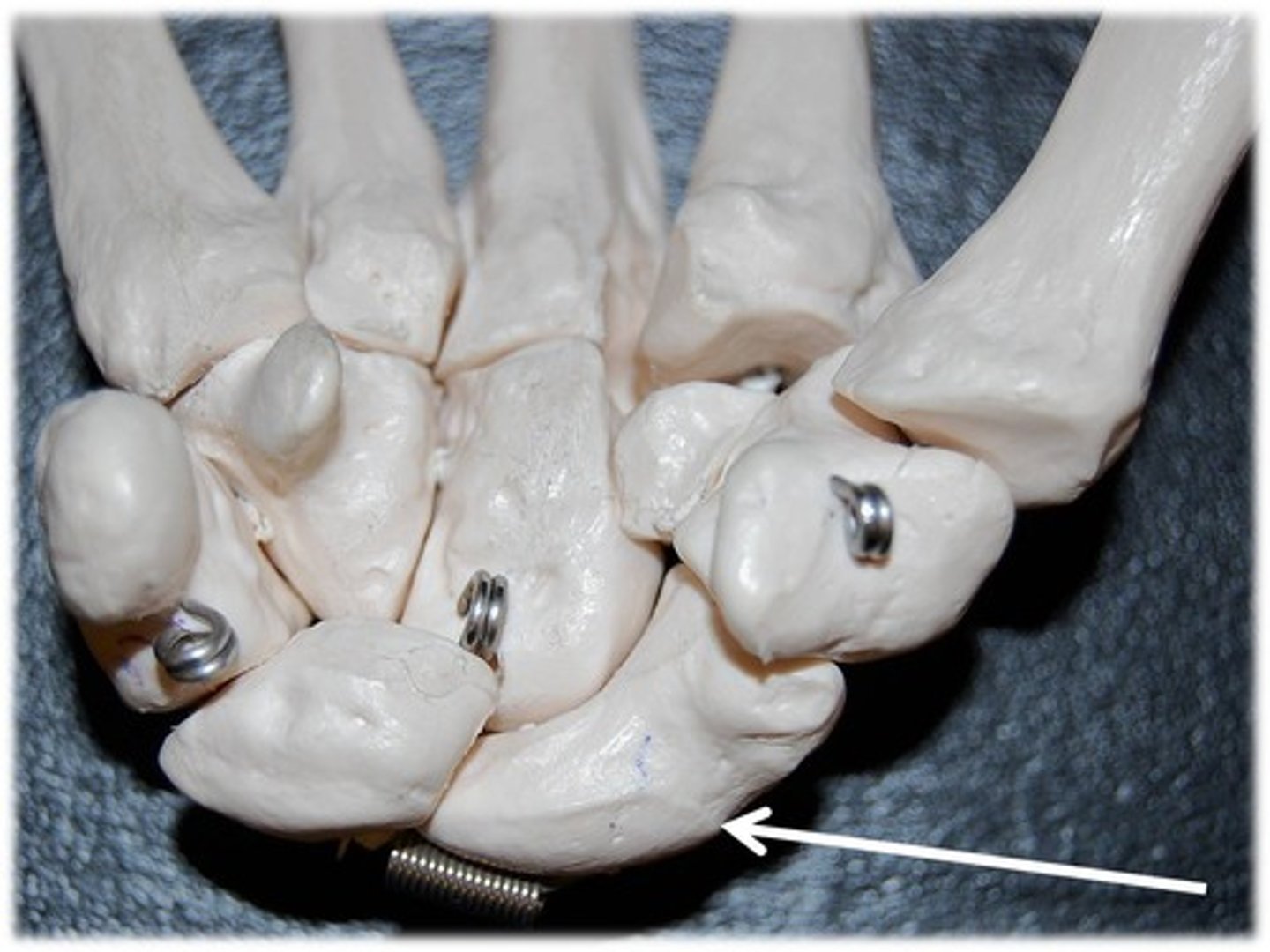 <p>- proximal row</p><p>- tooth-shaped bone</p>