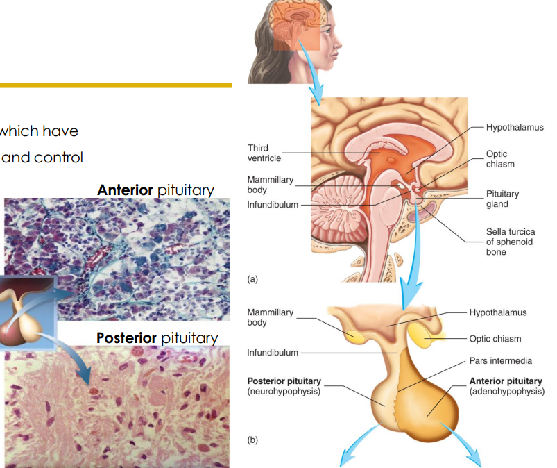 <p>- divided into anterior and posterior parts which have different embryological origins, functions and control mechanisms</p><p>- anterior pituitary (adenohypophysis)</p><p>- posterior pituitary (neurohypophysis)</p>
