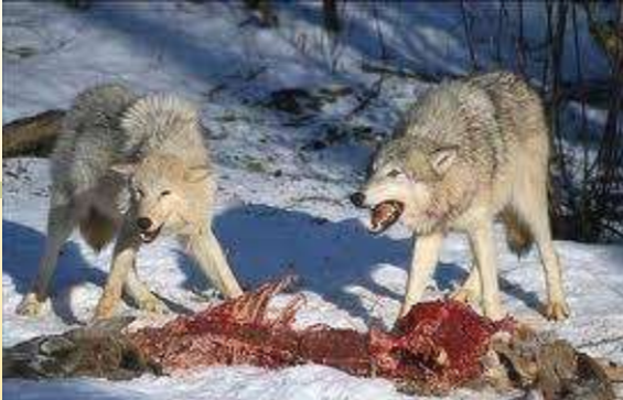 wolves have to compete with other animals for food