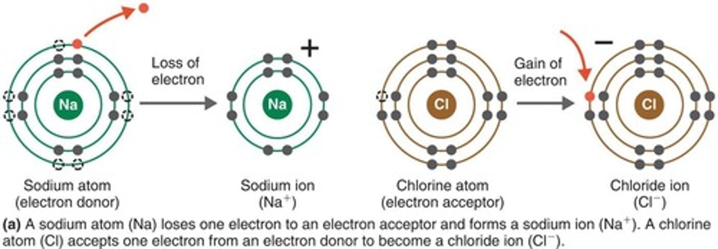 <p>An attraction between ions of opposite charge that holds them together to form a stable molecule. Weaker ionic bonds are important in biochemical reactions such as antigen-antibody reactions.</p>