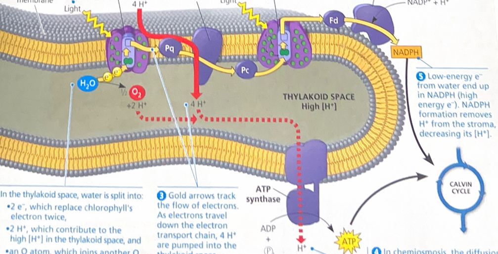 <p>Explain this image</p>