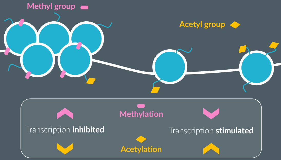 <ul><li><p>Both the histones and DNA are covered in tags, collectively known as the Epigenome</p></li><li><p>Acetyl groups bind to histones (AHHHH = Acronym)and Methyl groups bind to DNA</p></li><li><p>If the DNA-histone complex is tightly packed, then transcription factors and RNA polymerase are unable to bind to the base sequence, so transcription is inhibited (the opposite when DNA-histone complex is loosely packed)</p></li><li><p>With increased methylation and decreased acetylation, transcription is inhibited, as the DNA-histone complex is tightly packs</p></li><li><p>With decreased methylation and increased acetylation, transcription is stimulated as the DNA-histone complex is loosely packed.</p></li><li><p>Some of the epignome is inherited (as in what is more tightly packed and loosely packed), but no changes in the base sequence of the DNA</p></li></ul><p></p>