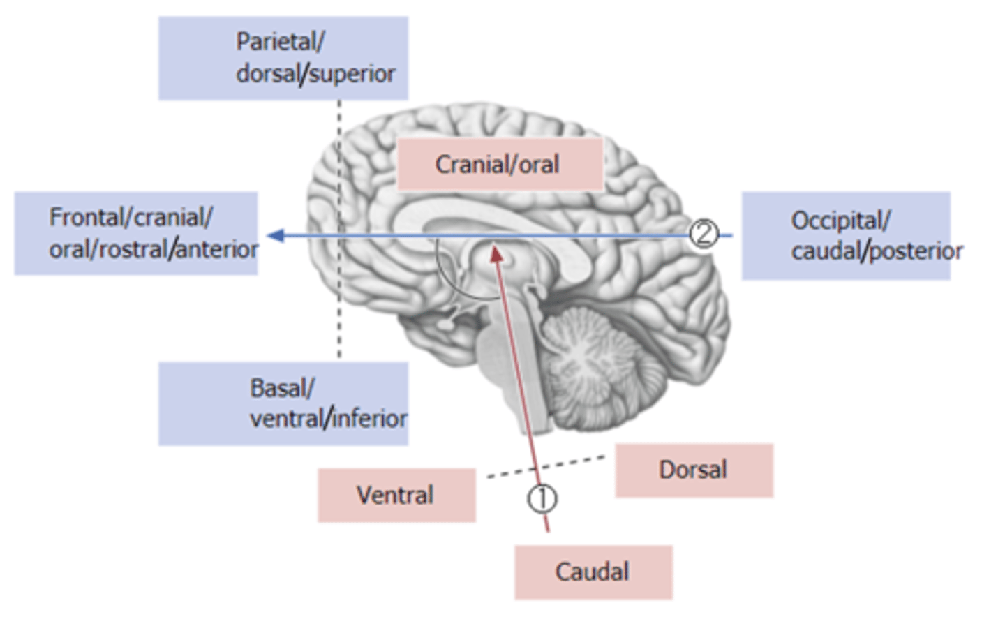 <p>horizontal axis in relation to cerebrum</p><p>-separates superior/inferior</p>