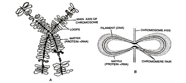 Lampbrush chromosome