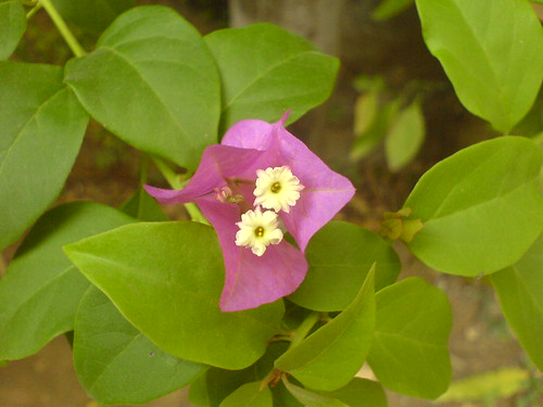 <p>Bougainvillea (Nyctaginaceae)</p>