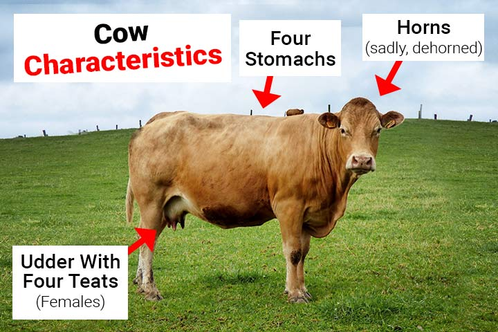<p>In Mammals:</p><p>Grazing Animals (Sheep and Horses) = Have flat molars to grind up plant matter</p><p>Cows &amp; Deer = Both have multi-chambered stomachs to regurgitate and re-chew food in order to improve digestion. They also have special gut bacteria that can break down cellulose.</p><p>Deer = Also have enzymes in their saliva that can bind to plant tannins to neutralize harmful compounds</p>
