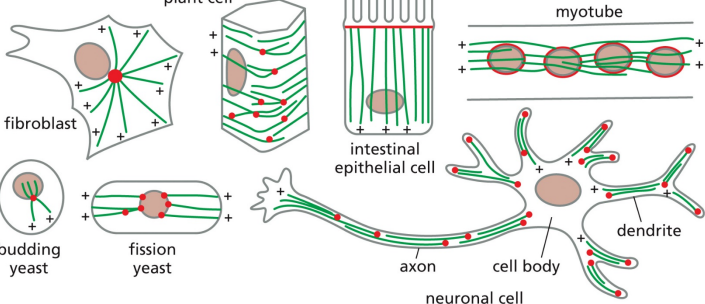 <p>In fibroblasts, microtubules grow outward from a centrosome near the nucleus In neurons / intestinal cells, the organization is different In fungi, etc, MTOCs are embedded in the nuclear envelope Plants / fungi lack centrosomes, but still nucleate microtubules by γTuRCs</p><p></p>