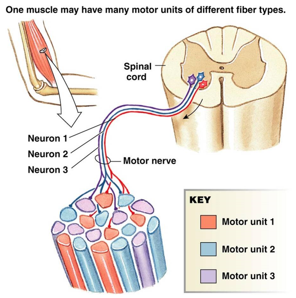 <p><strong>motor unit</strong> = one motor neuron and its muscle fibers</p><ul><li><p>one muscle contains multiple motor units of different types</p></li><li><p>tension is determined by how many muscle fibers are recruited and the frequency of action potentials</p></li></ul>