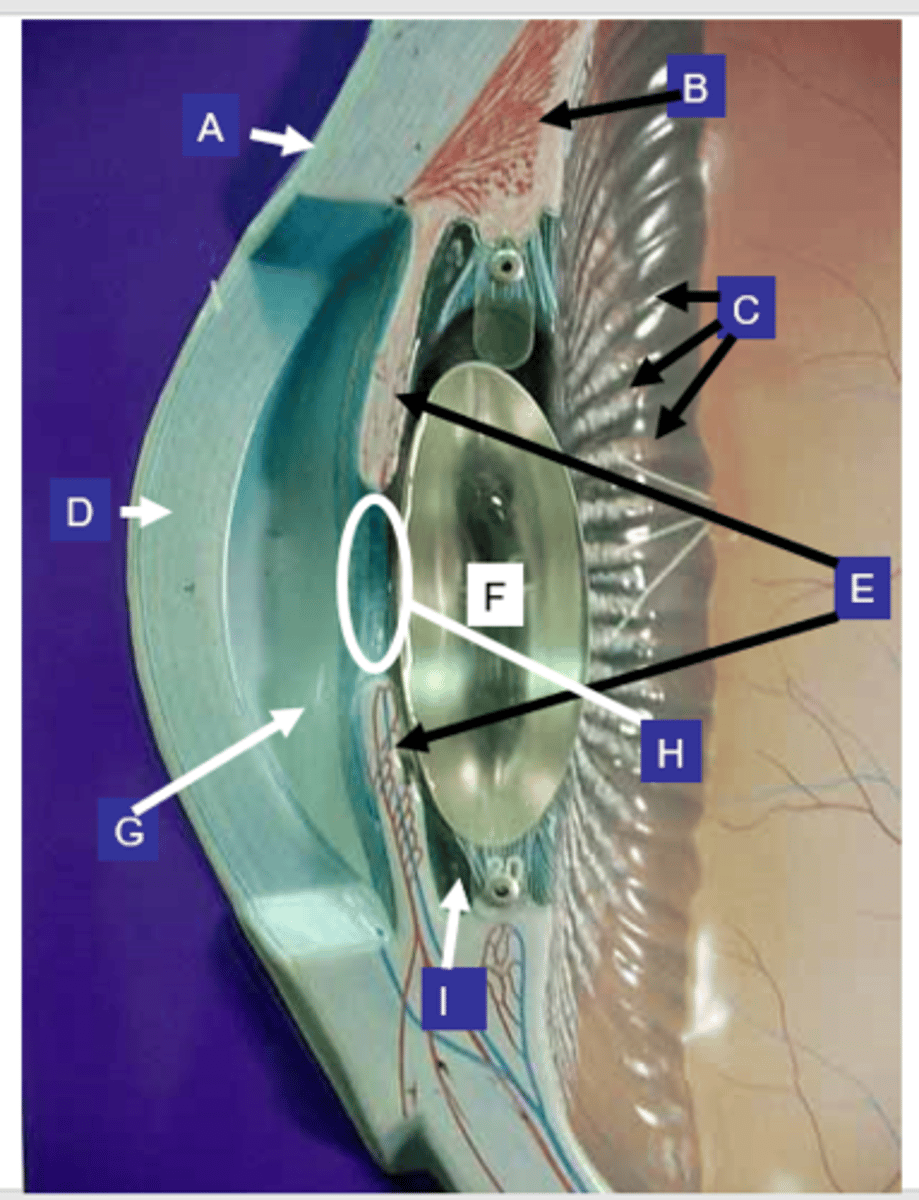 <p>What structure is the letter D?</p>