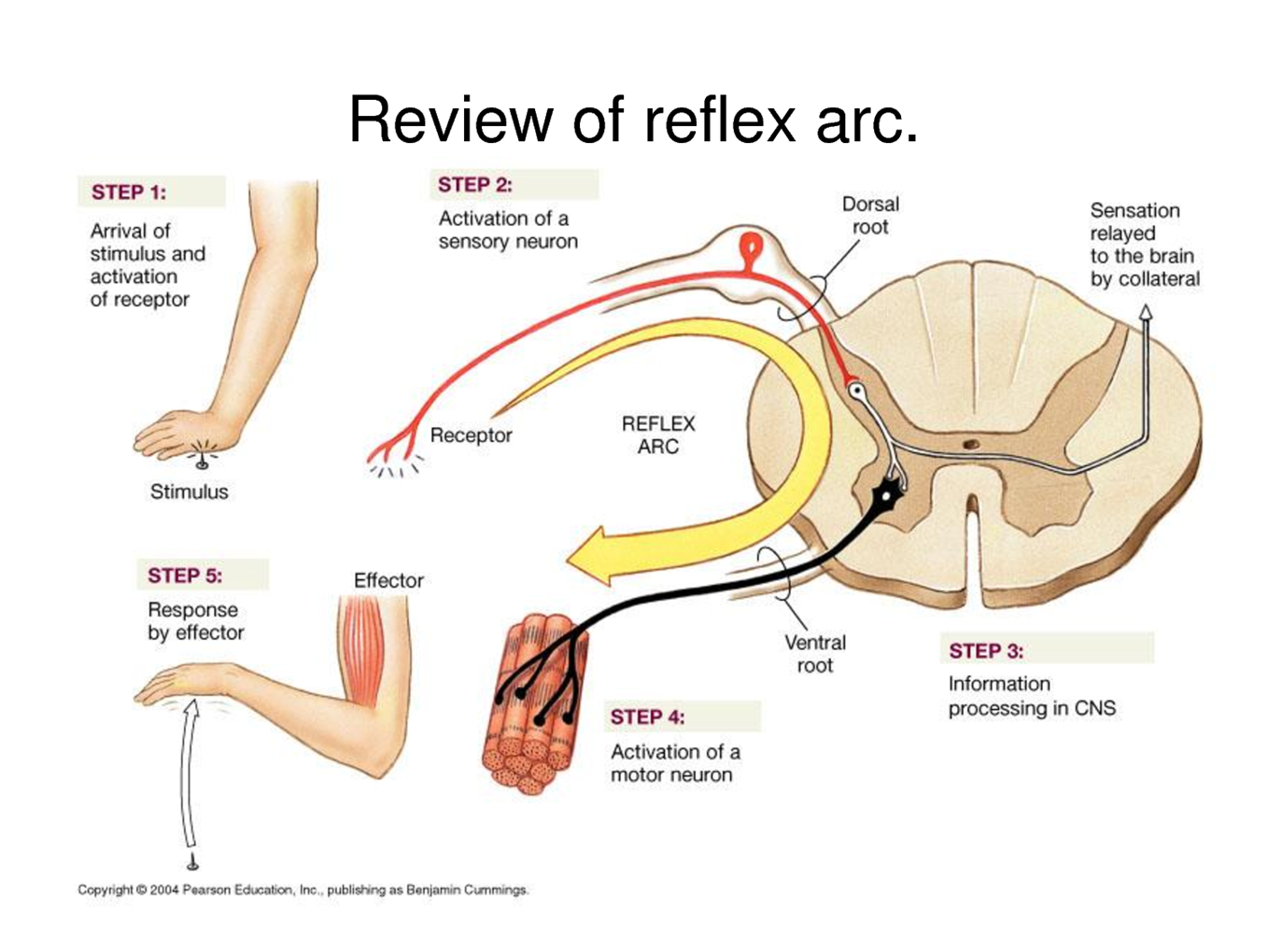 <p>What is the reflex arc?</p>