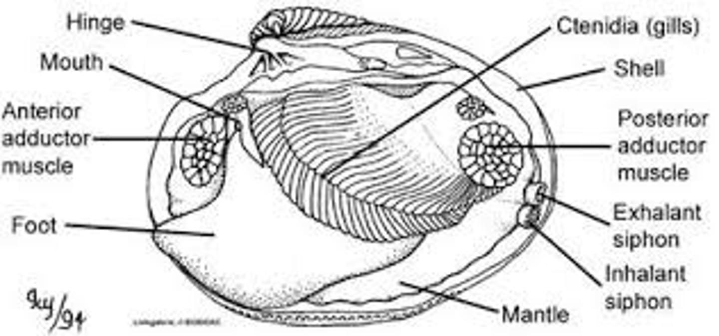 <p>visceral mass suspended dorsally</p><p>- gills on each side covered by mantle folds</p><p>- folds form incurrent and excurrent openings</p><p>- cilia on gills direct water over gills (food and oxygen)</p>