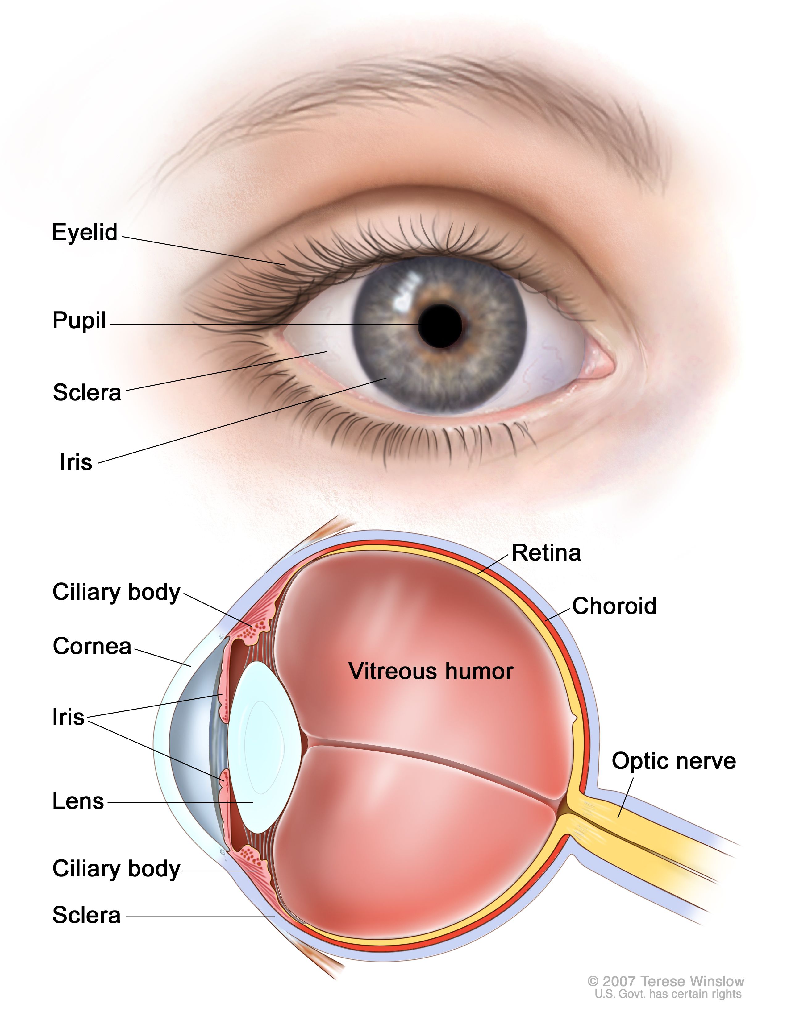 <p>What part of the eye controls how much light enters?<span>(controls pupil size)</span></p>