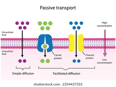 <p>passive diffusion</p>