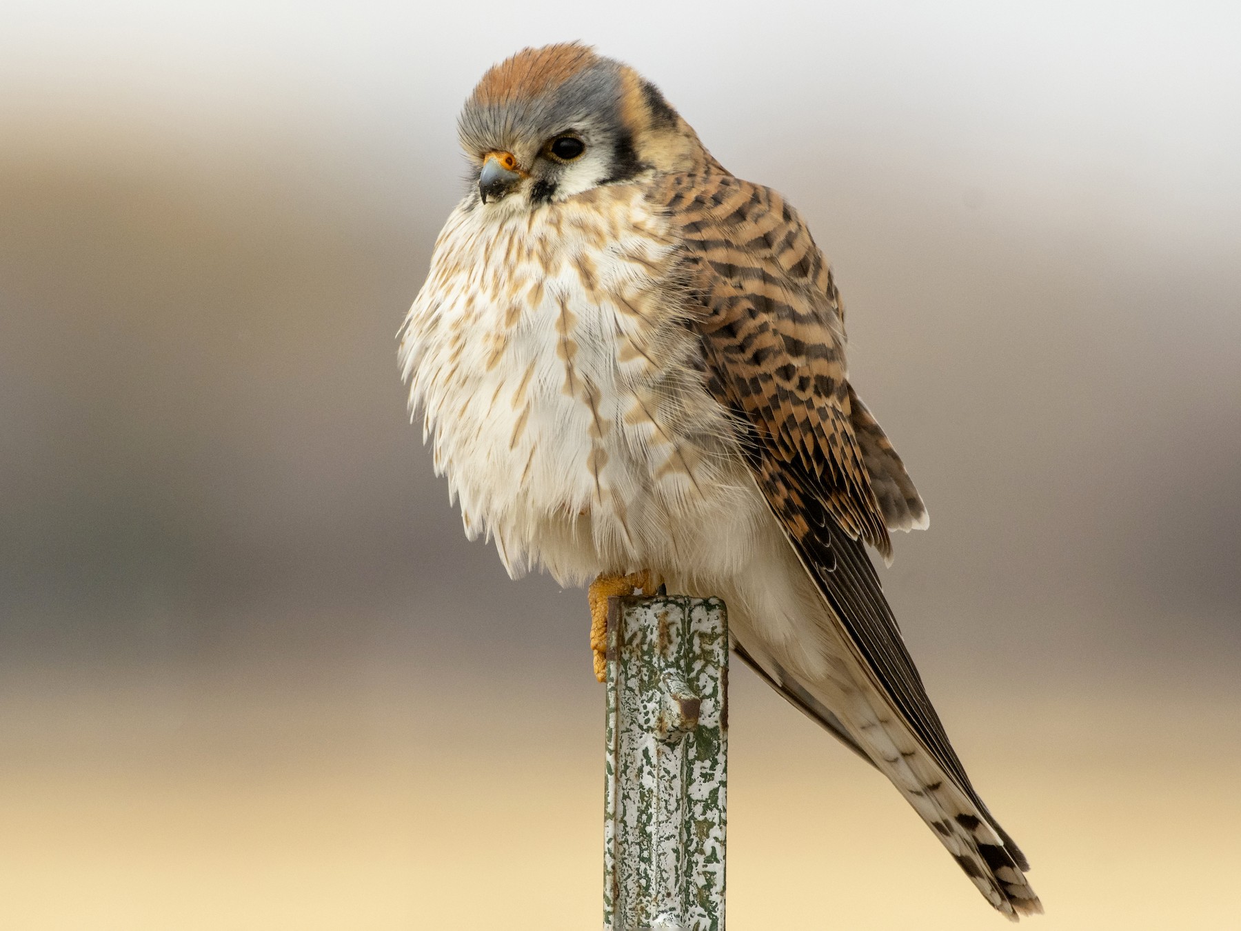 <p>American Kestrel</p>
